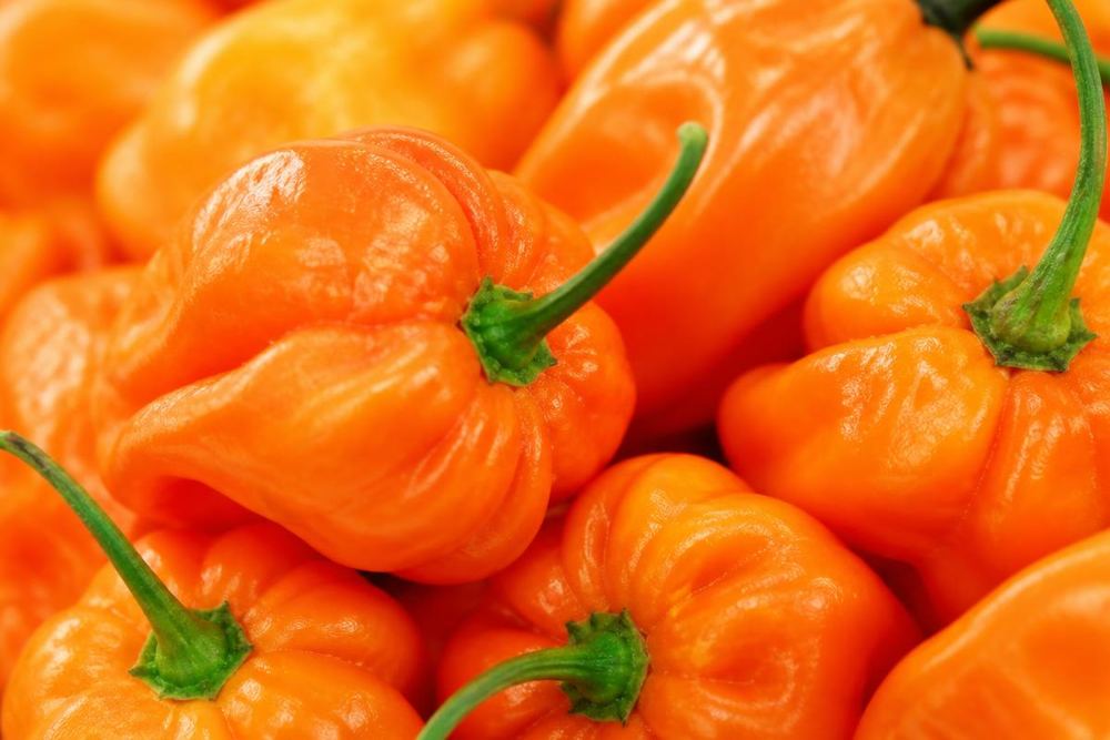 Meet the Habanero