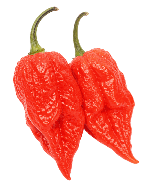 Ghost Pepper