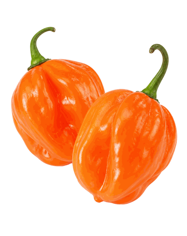Habanero Pepper